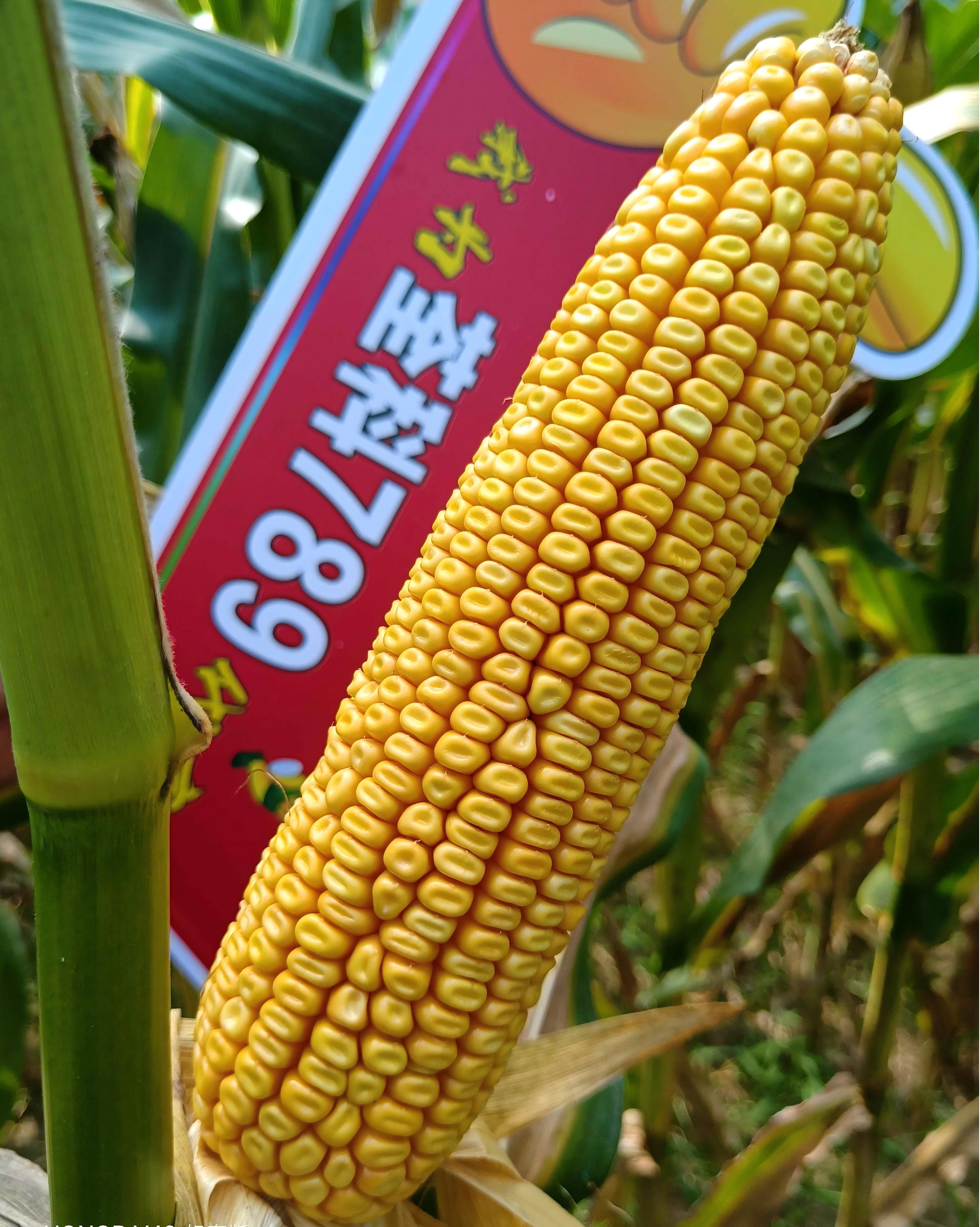 荃科789.jpg 荃科789.jpg